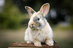 young rabbit