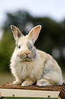 young rabbit