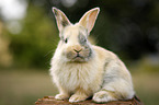 young rabbit