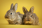 young rabbits