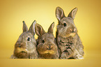 3 young rabbits