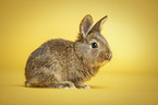 young rabbit