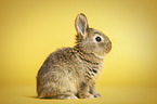 young rabbit