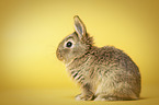 young rabbit