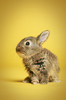 young rabbit