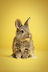 young rabbit