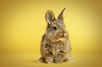 young rabbit