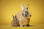 female rabbit with baby