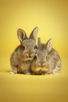 young rabbits