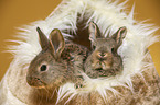 young rabbits