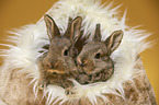 young rabbits