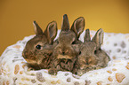 3 young rabbits