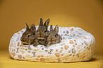 3 young rabbits