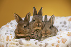 3 young rabbits