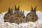 young rabbits