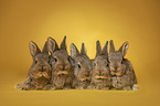 5 young rabbits