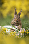 rabbit in a basket