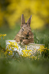 rabbit in a basket