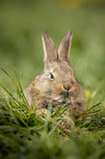 young rabbit