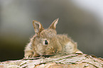 young rabbit