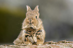 young rabbit