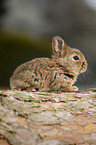 young rabbit