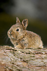young rabbit