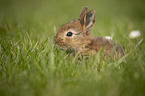 young rabbit