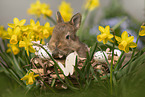 young rabbit between blossoms