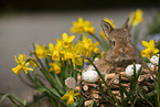 young rabbit between blossoms