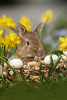 young rabbit between blossoms