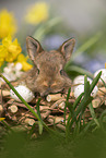 young rabbit between blossoms