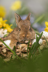 young rabbit between blossoms