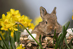 young rabbit between blossoms