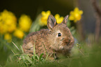 young rabbit