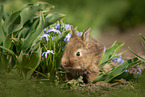 young rabbit