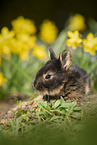 young rabbit