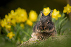 young rabbit