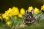 young rabbit