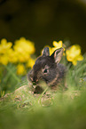 young rabbit