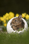 young rabbit