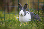 rabbit