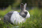 rabbit