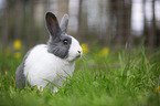 rabbit