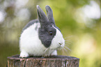 rabbit