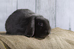 Lop Rabbit