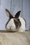 Rabbit