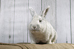 Rabbit