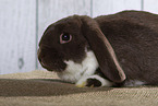 Lop Rabbit