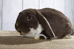 Lop Rabbit